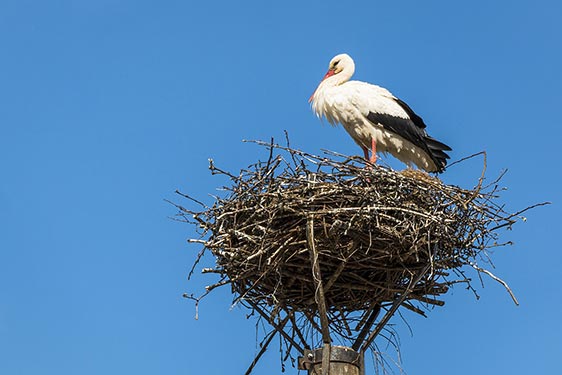 Stork i sitt bo ovanpå en skorsten