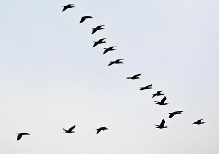 Flyttfågelsträck flyger åt höger mot grå himmel